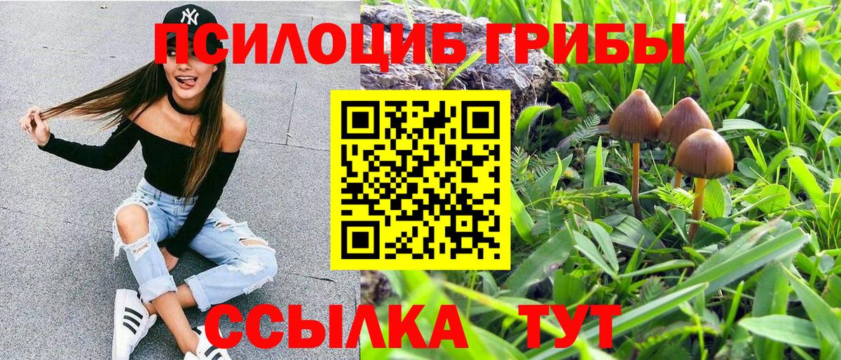 Галлюциногенные грибы Psilocybe Всеволожск